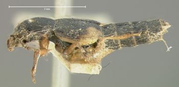 Media type: image;   Entomology 6546 Aspect: habitus lateral view